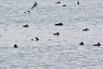 ビロードキンクロ ふなばし三番瀬海浜公園 2024年4月8日(月)