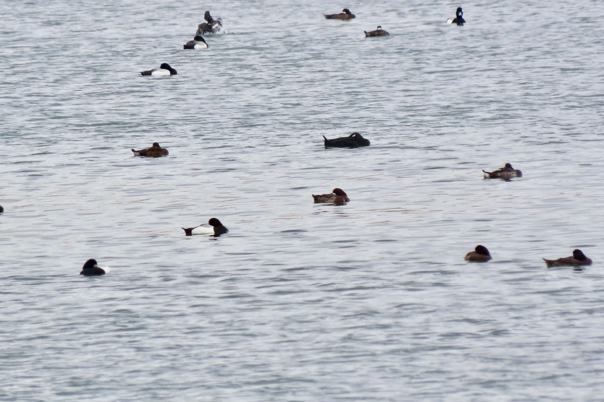 ふなばし三番瀬海浜公園 ビロードキンクロの写真 by 中学生探鳥家