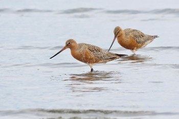 オオソリハシシギ ふなばし三番瀬海浜公園 2024年4月8日(月)