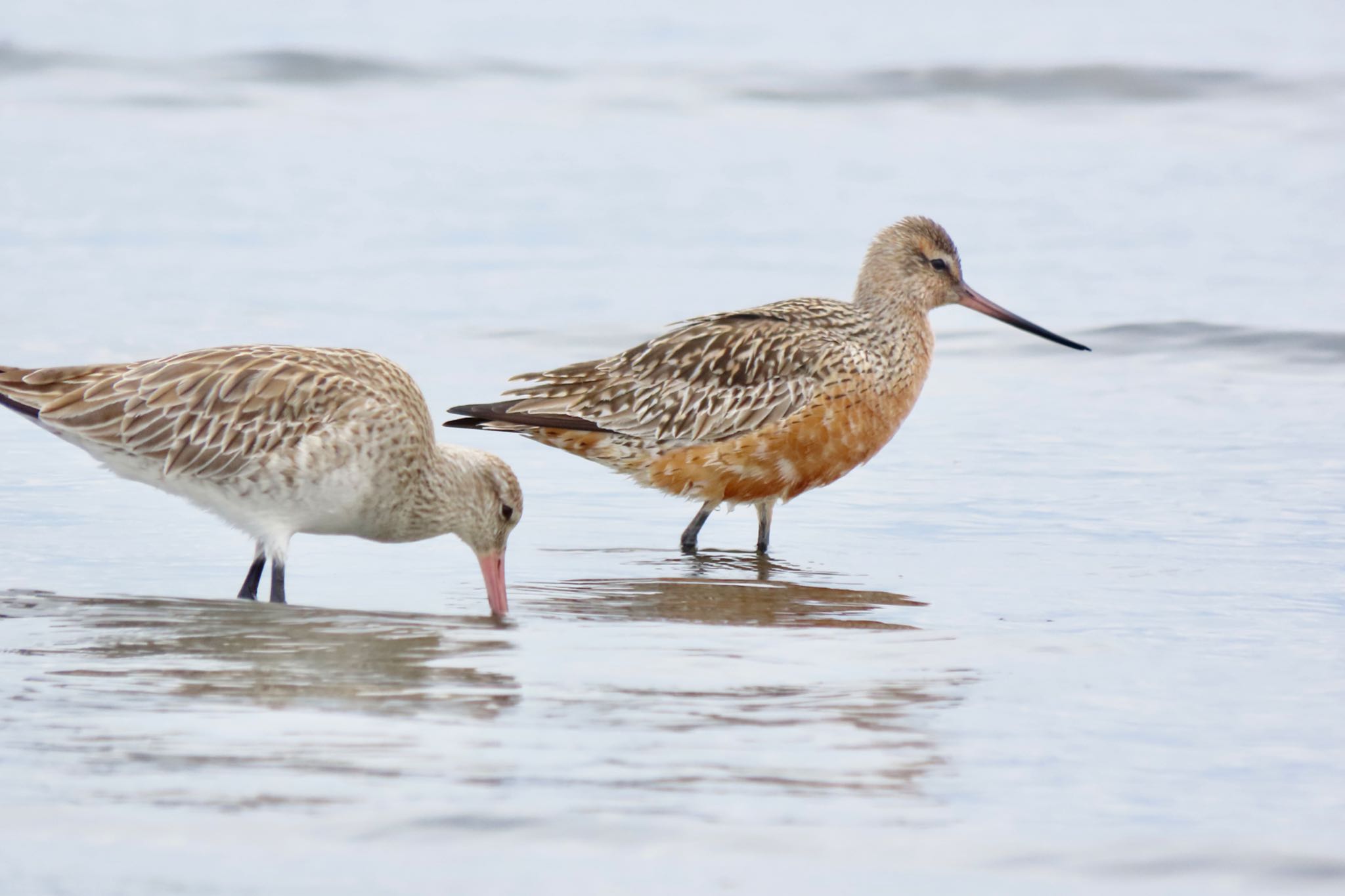 Photo of Bar-tailed Godwit at Sambanze Tideland by 中学生探鳥家