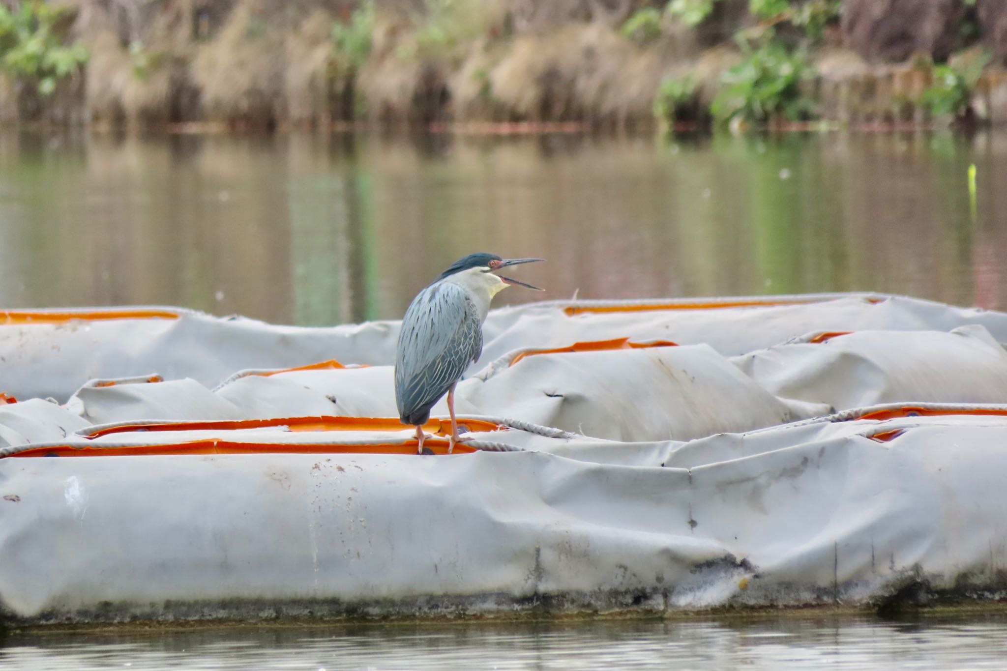 Striated Heron