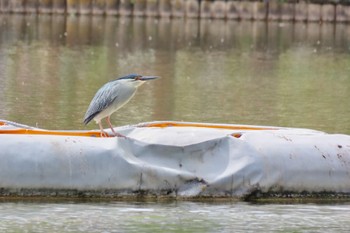 ササゴイ 都立浮間公園 2024年4月20日(土)