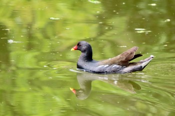 Common Moorhen Ukima Park Sat, 4/20/2024