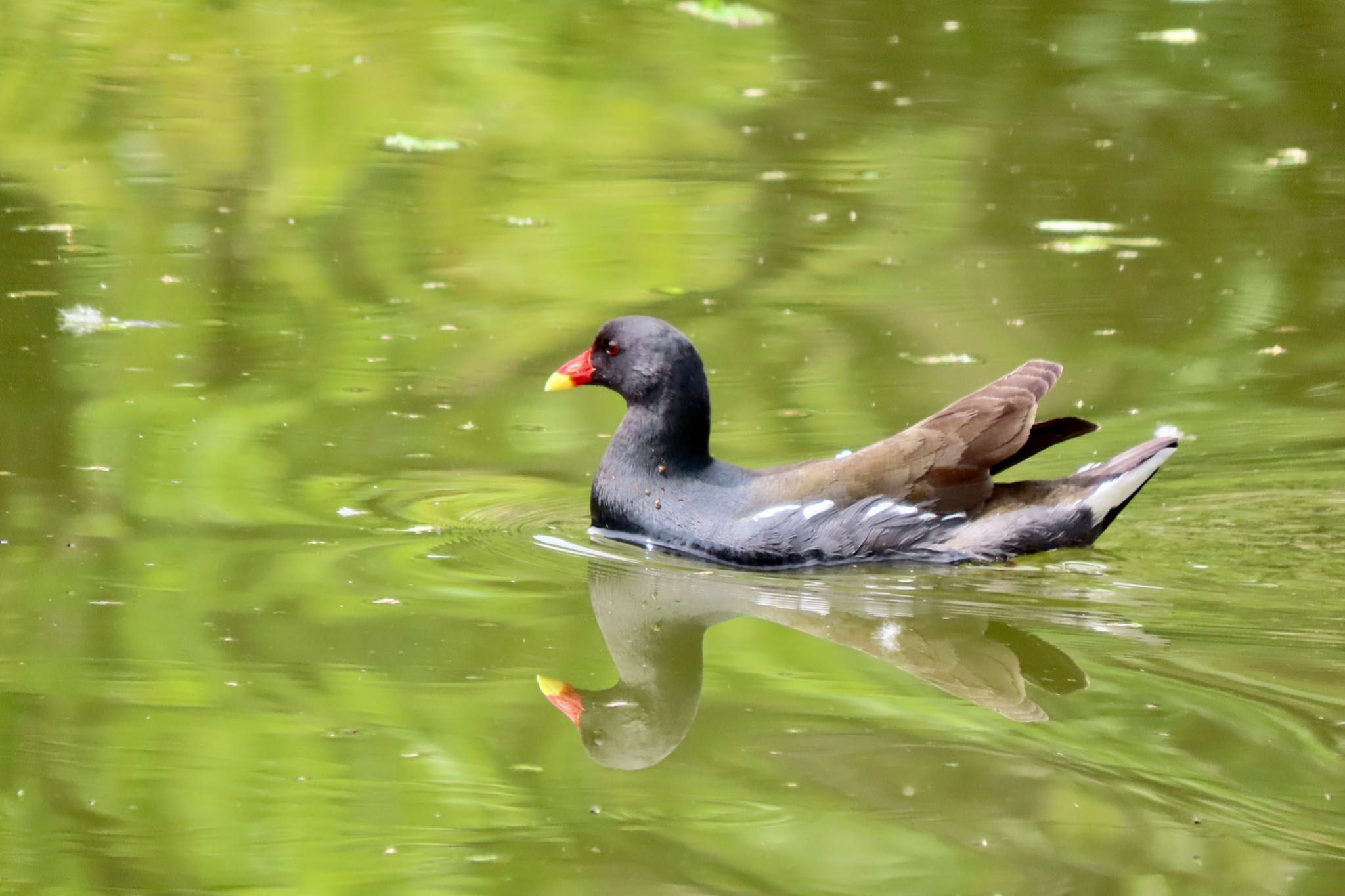 Common Moorhen