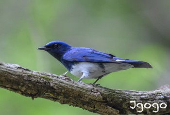 Blue-and-white Flycatcher 神奈川県 Sun, 4/21/2024