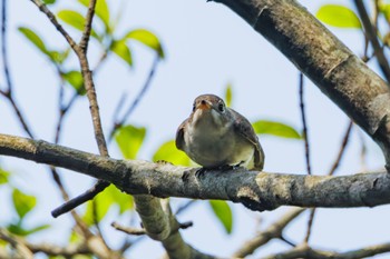 Asian Brown Flycatcher Hayatogawa Forest Road Fri, 4/19/2024