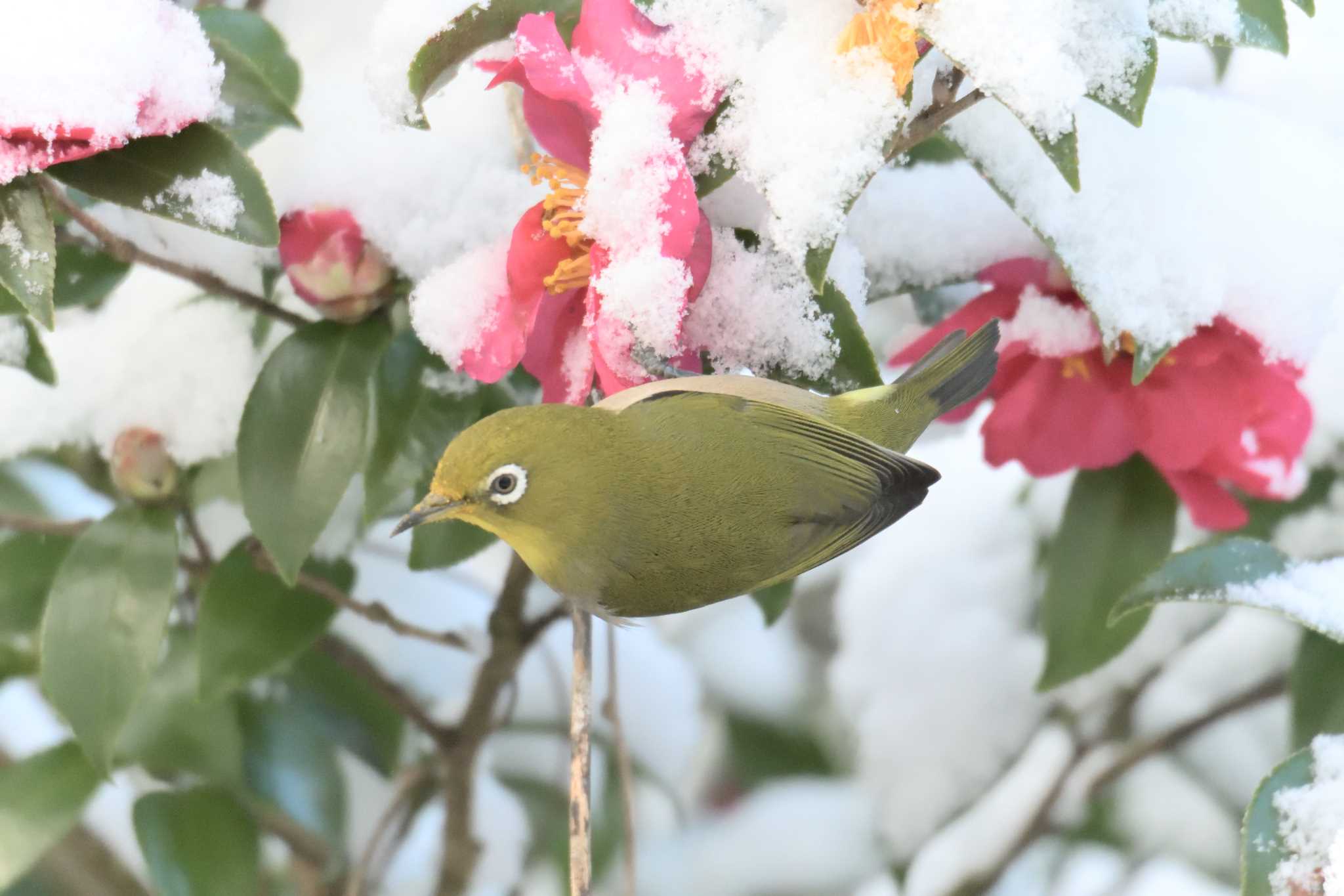 Photo of Warbling White-eye at 滋賀県甲賀市甲南町創造の森 by masatsubo