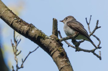 Asian Brown Flycatcher Hayatogawa Forest Road Fri, 4/19/2024