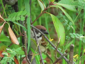 Eurasian Tree Sparrow Osaka castle park Sun, 4/21/2024