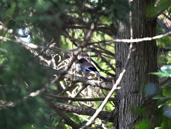 Eurasian Jay 日向渓谷 Sat, 4/20/2024