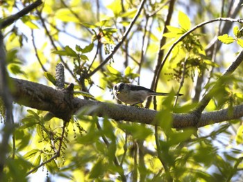 Long-tailed Tit 日向渓谷 Sat, 4/20/2024