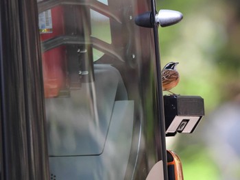 Meadow Bunting 日向渓谷 Sat, 4/20/2024