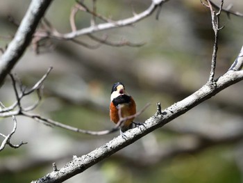 Varied Tit 日向渓谷 Sat, 4/20/2024