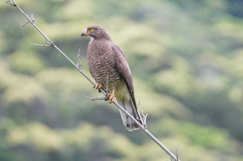 2024年3月27日(水) 奄美大島の野鳥観察記録