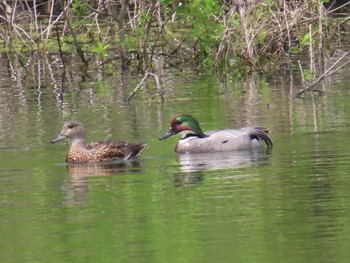 Falcated Duck 勅使池(豊明市) Sat, 4/20/2024