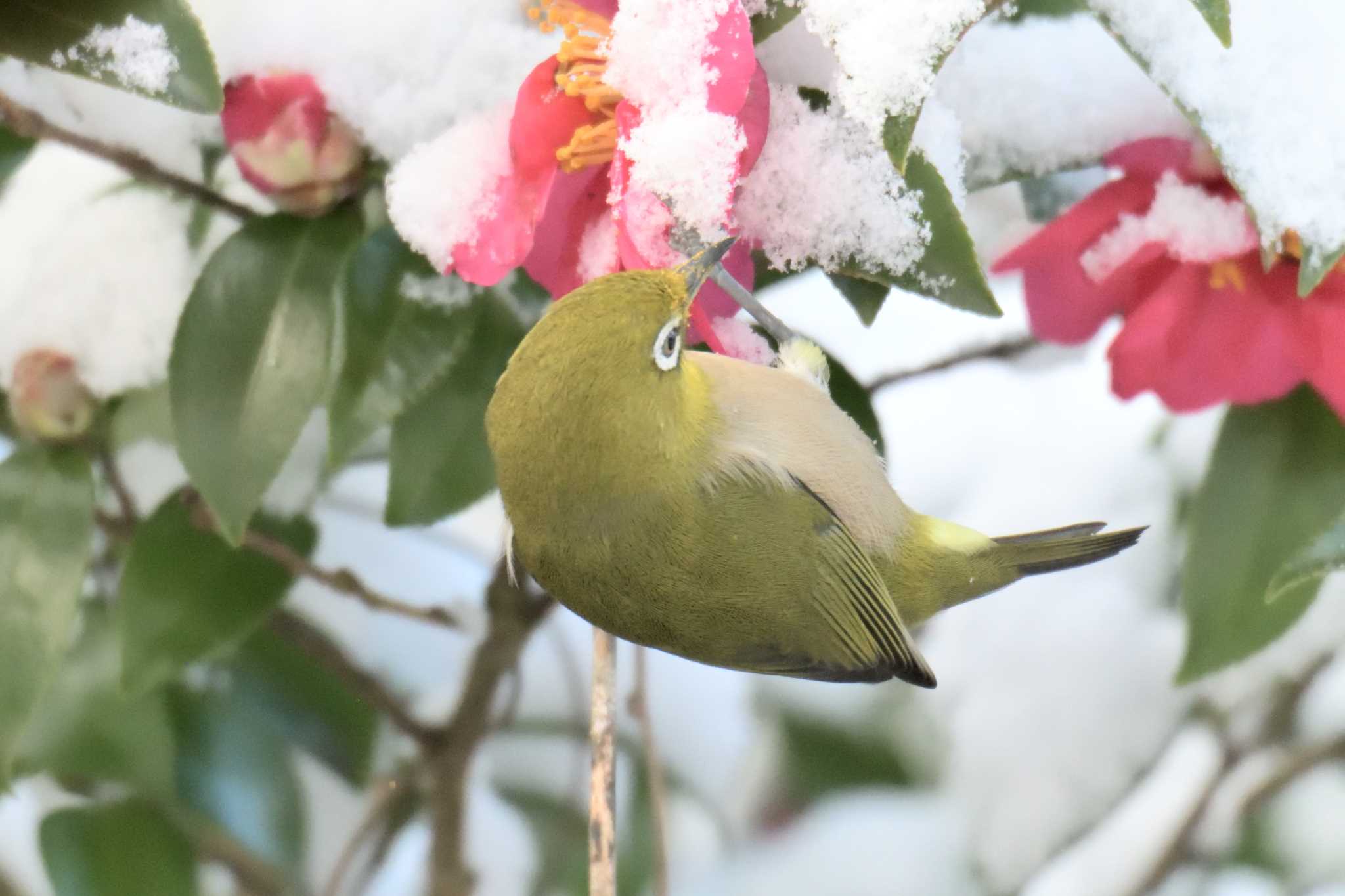 滋賀県甲賀市甲南町創造の森 メジロの写真 by masatsubo