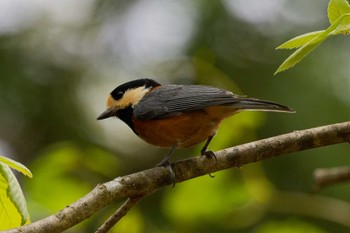 Varied Tit Hayatogawa Forest Road Sat, 4/20/2024