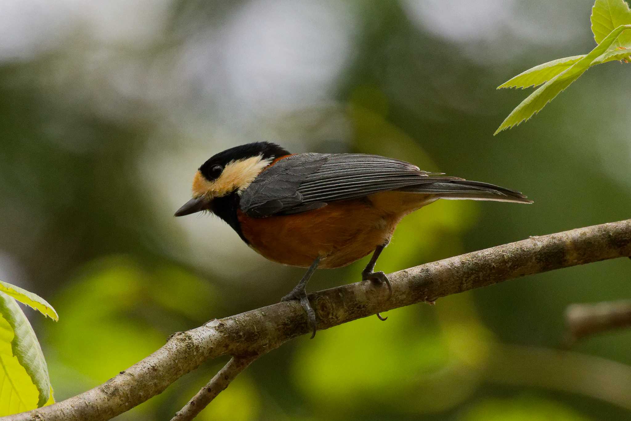 Varied Tit