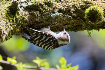 Japanese Pygmy Woodpecker Hayatogawa Forest Road Sat, 4/20/2024