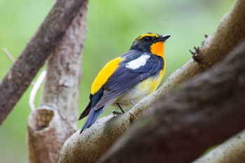 Narcissus Flycatcher Hayatogawa Forest Road Sat, 4/20/2024