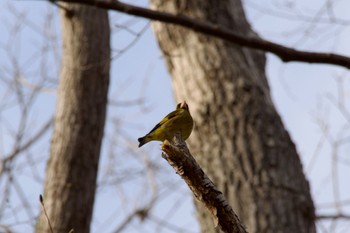 Grey-capped Greenfinch Unknown Spots Sun, 4/21/2024