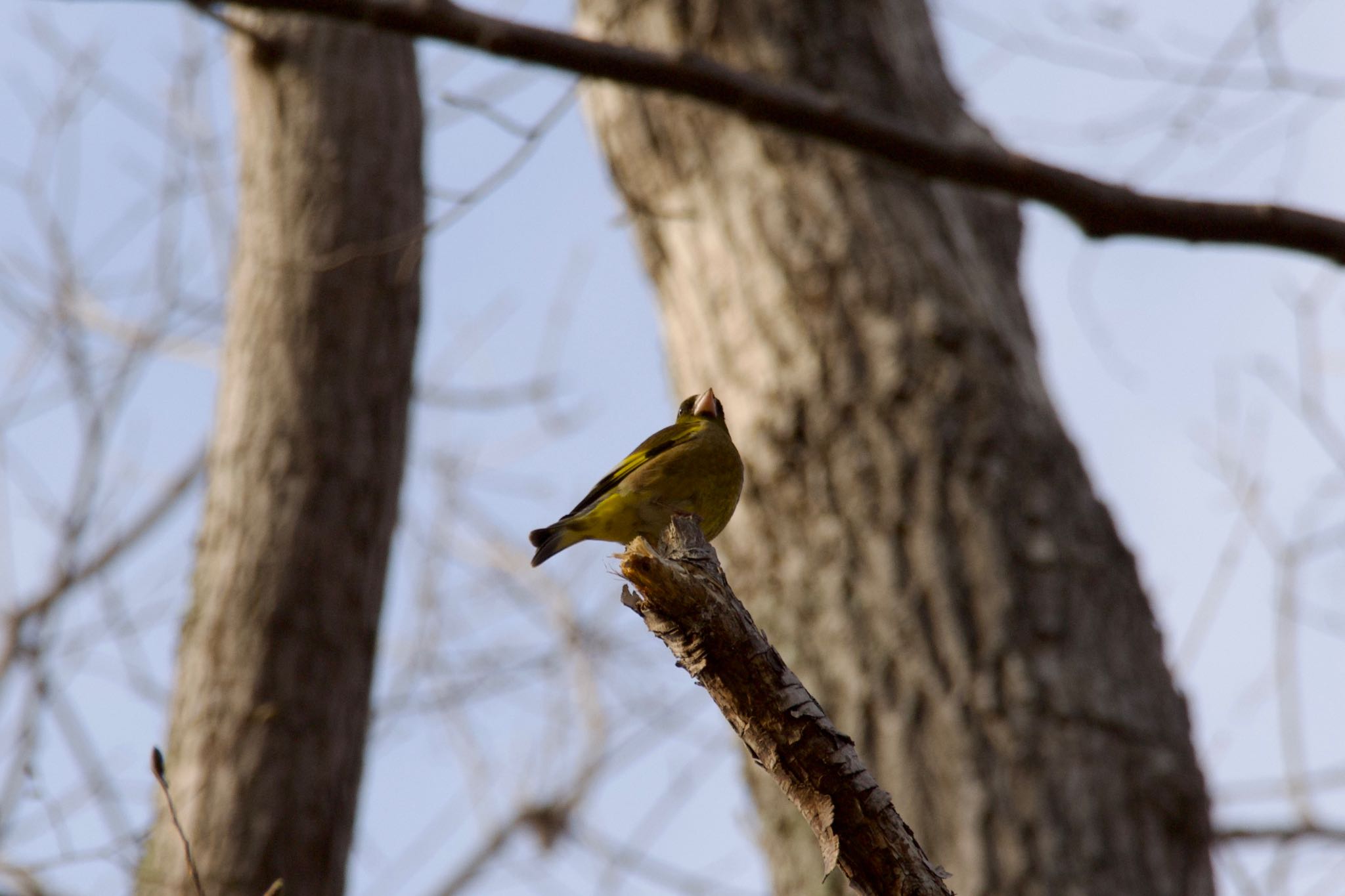 Photo of Grey-capped Greenfinch at  by シロハラゴジュウカラ推し