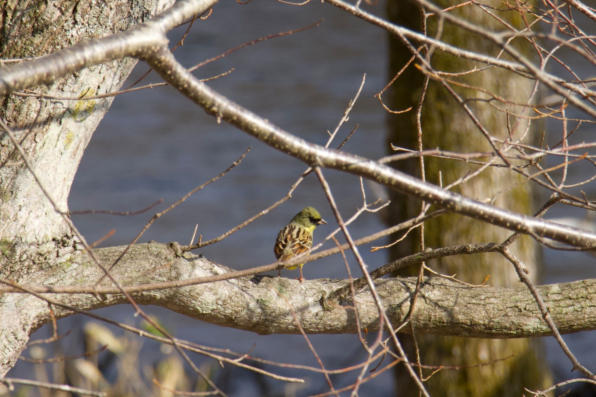 Photo of Masked Bunting at  by シロハラゴジュウカラ推し