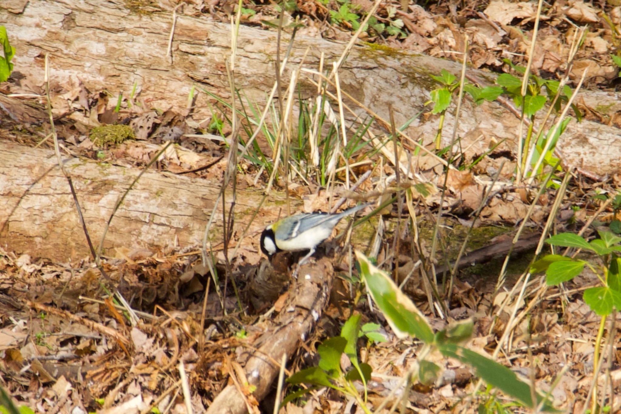 Photo of Japanese Tit at  by シロハラゴジュウカラ推し