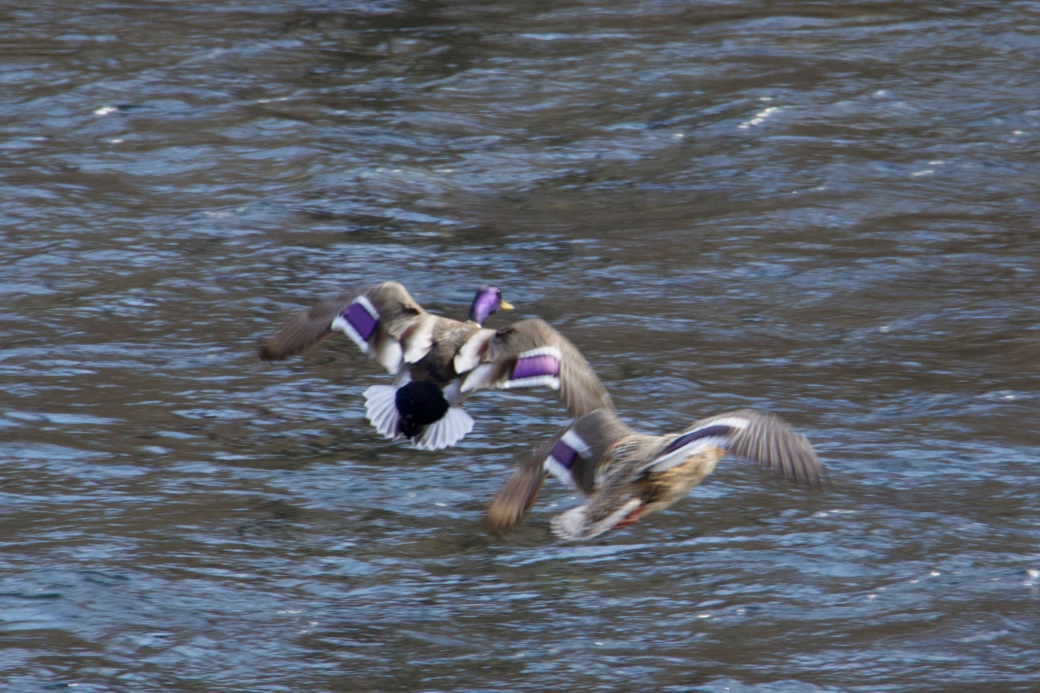 Photo of Mallard at  by シロハラゴジュウカラ推し