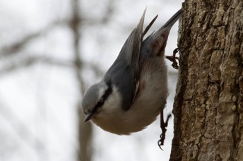 Eurasian Nuthatch(asiatica) Unknown Spots Sun, 4/21/2024