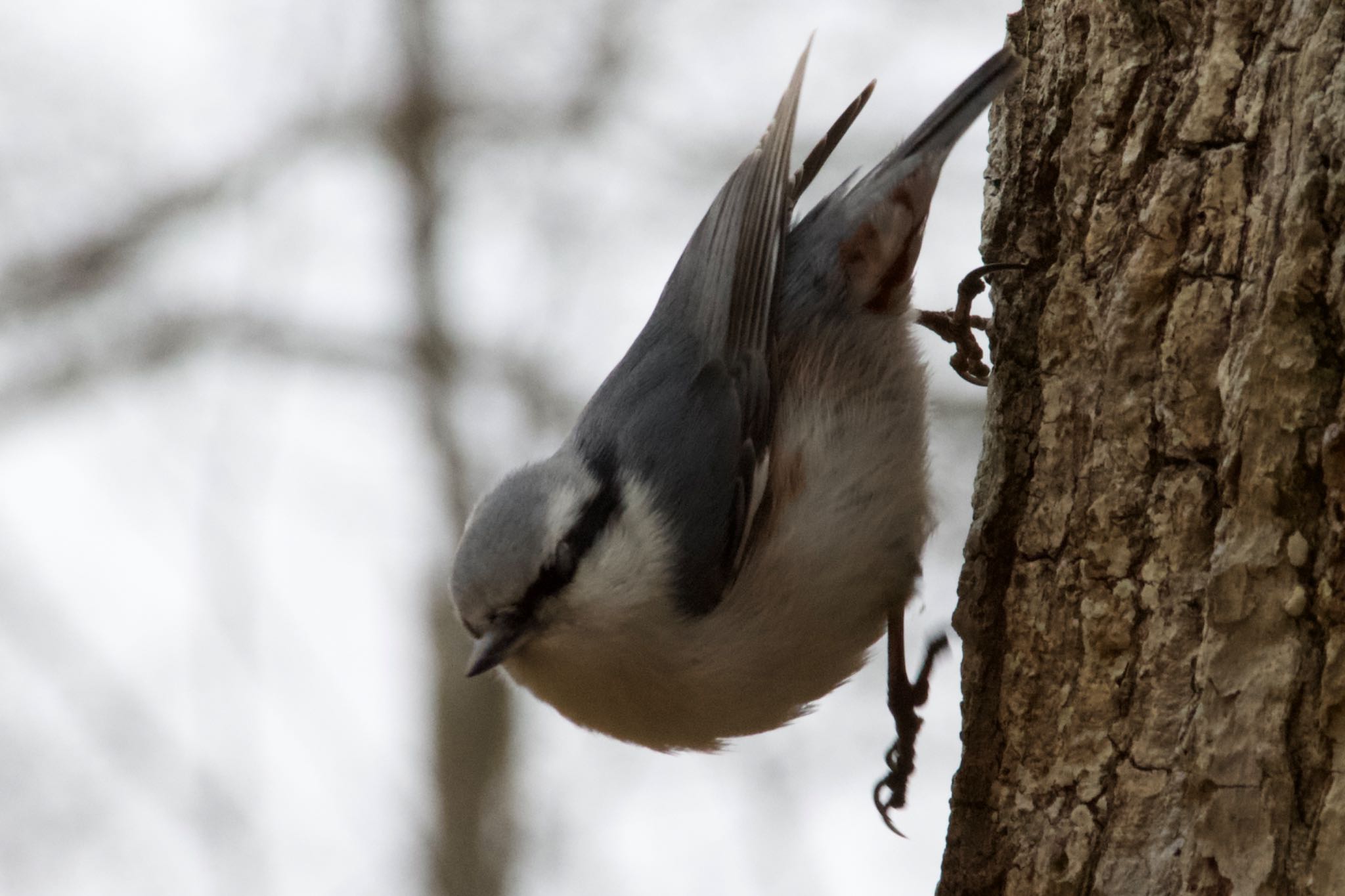 Photo of Eurasian Nuthatch(asiatica) at  by シロハラゴジュウカラ推し