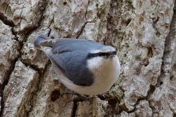 Eurasian Nuthatch(asiatica) Unknown Spots Sun, 4/21/2024