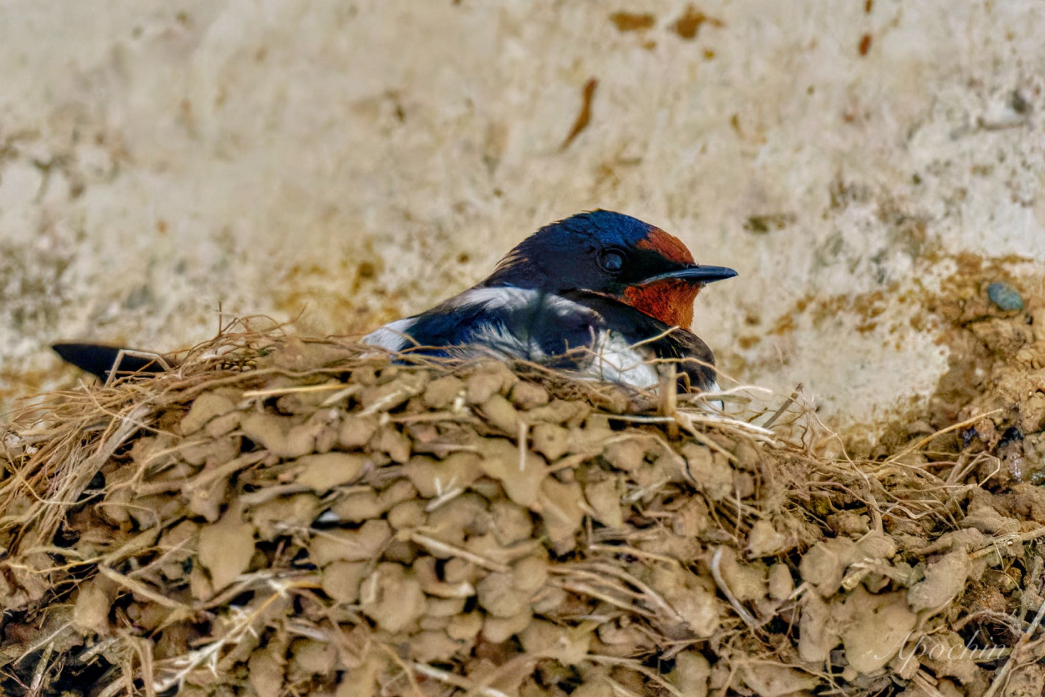 Photo of Barn Swallow at 近所 by アポちん