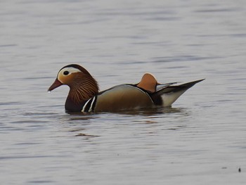 Mandarin Duck 香取市付近 Sat, 4/20/2024