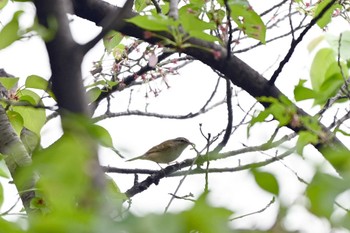 Eastern Crowned Warbler 荒子川公園 Thu, 4/18/2024