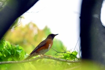 Brown-headed Thrush 荒子川公園 Thu, 4/18/2024