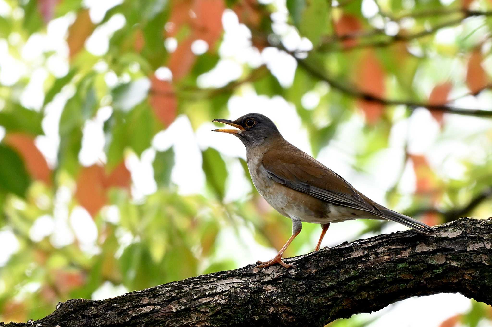 Photo of Pale Thrush at 荒子川公園 by ポッちゃんのパパ