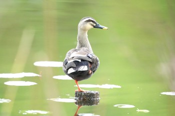 Eastern Spot-billed Duck 見沼自然公園 Sun, 4/21/2024