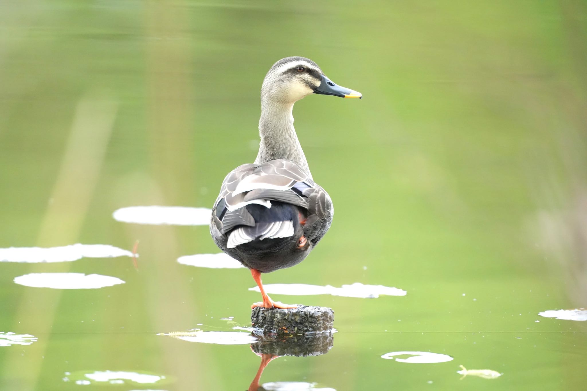 Photo of Eastern Spot-billed Duck at 見沼自然公園 by あらどん