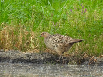 Sun, 4/21/2024 Birding report at 大久保農耕地