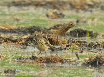 Water Pipit 大久保農耕地 Sun, 4/21/2024