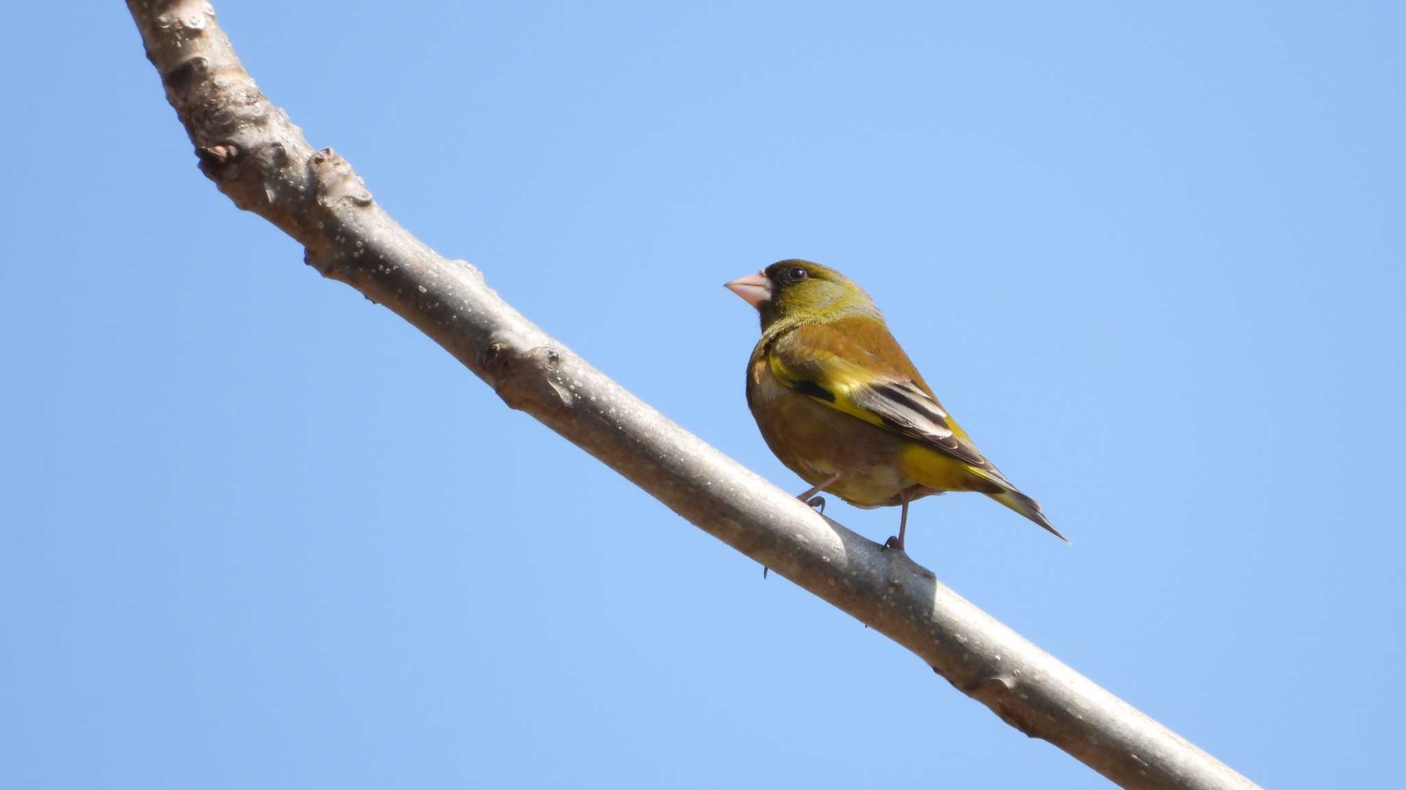 Photo of Grey-capped Greenfinch at おいらせ町いちょう公園(青森県おいらせ町) by 緑の風