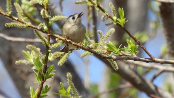 Goldcrest おいらせ町いちょう公園(青森県おいらせ町) Sat, 4/13/2024