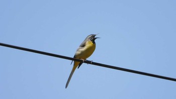 Grey Wagtail 金洗沢公園(青森県三戸町) Sat, 4/6/2024