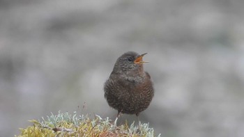 Eurasian Wren 金洗沢公園(青森県三戸町) Sat, 4/6/2024