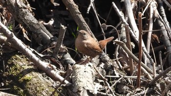 ミソサザイ 桜沼公園(青森県五戸町) 2024年3月30日(土)