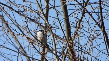 Sat, 4/6/2024 Birding report at うぐいすの森公園(青森県南部町)