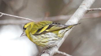 Eurasian Siskin おいらせ町いちょう公園(青森県おいらせ町) Sat, 3/23/2024