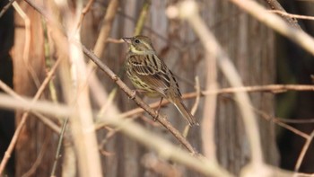 Masked Bunting 桜沼公園(青森県五戸町) Sat, 4/13/2024