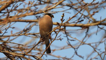 Eurasian Bullfinch うぐいすの森公園(青森県南部町) Sat, 4/6/2024